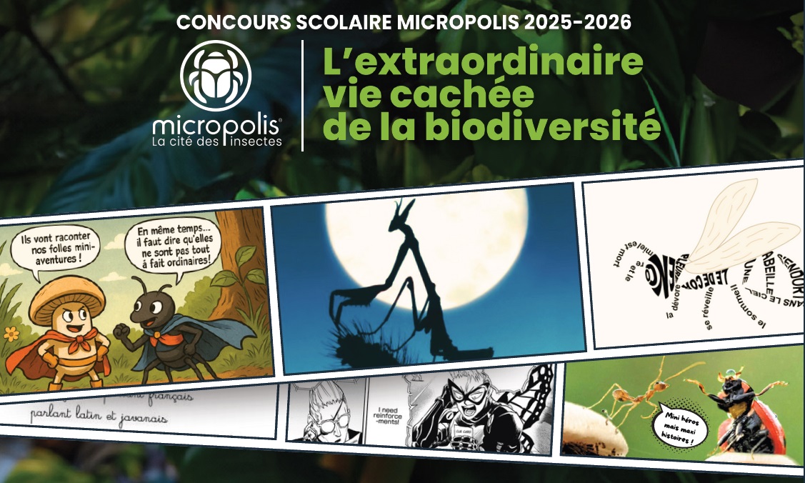 Affiche concours micropolis 2025