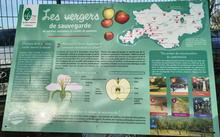 lycée hôtelier Mazamet pancarte action plantation pommiers anciens