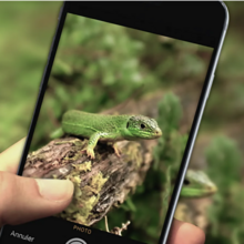 Illustration appli INPN espèces