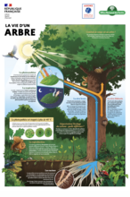 expo ADEME la vie d'un arbre