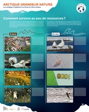 Exposition Arctique Grandeur Nature