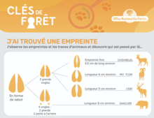illustration appli clé de forêt