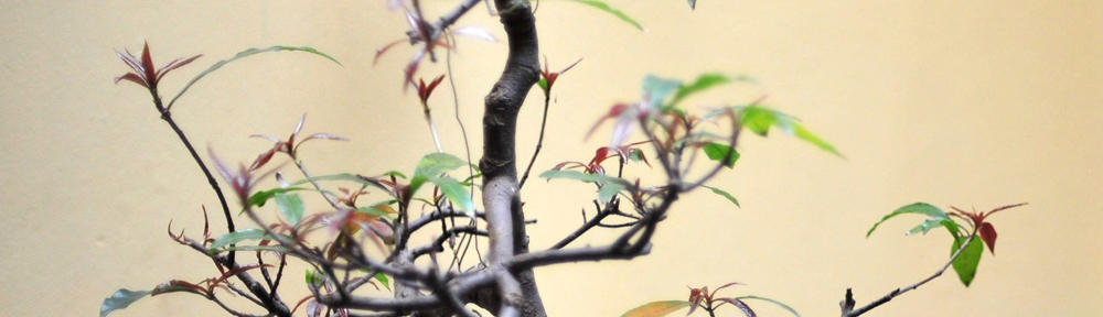 image présentation dimedd