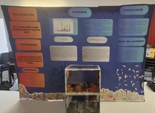 science fair 10