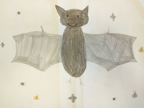 vignette chauves souris