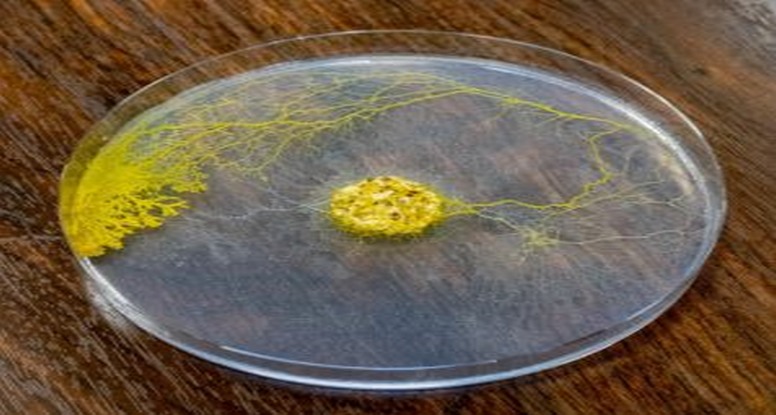 BLOB dans une boite de petri