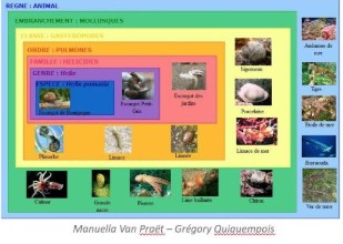 classification par emboitements