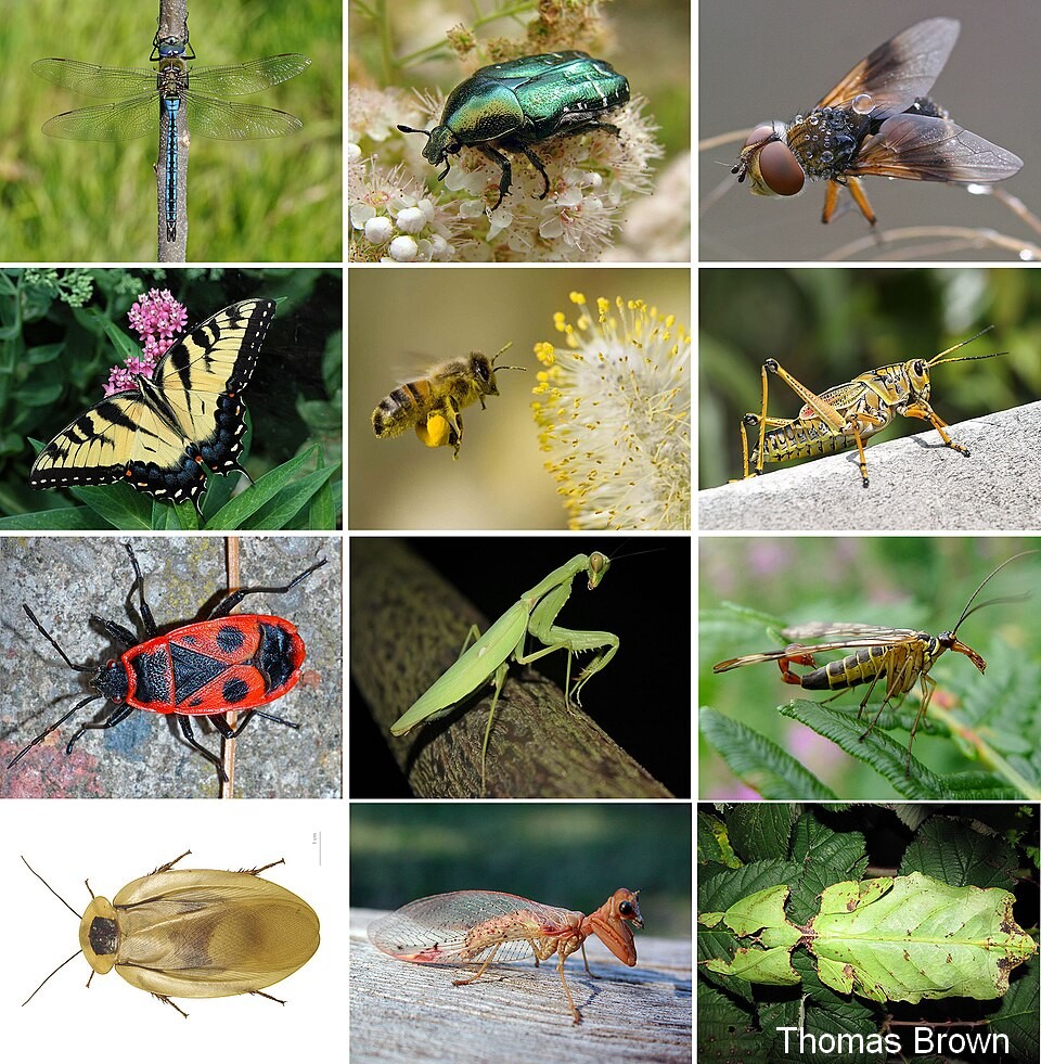 Insectes