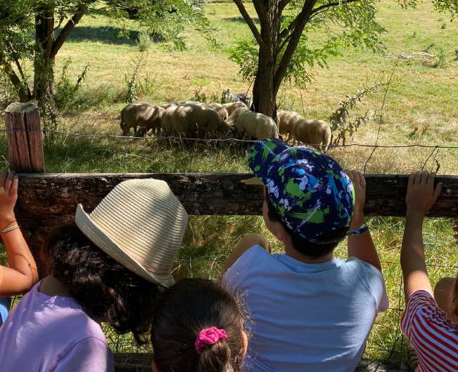 DSDEN 82 - Programme-d'activités-nature-&-sport