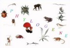 phylogene.jpg