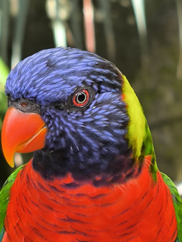 Loriquet de Guadeloupe